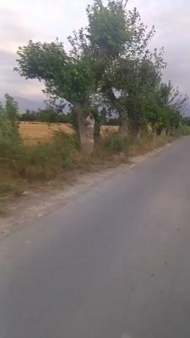 The video shows a road with trees lining one side and a field on the other. The trees are old with visible carvings on their trunks. The field appears to be a wheat field with hay bales scattered throughout. The sky is cloudy, suggesting it might be dusk or an overcast day. There are some cars visible in the distance on the road. The footage is shaky, indicating it was likely filmed from a moving vehicle. The overall scene is rural and appears to be a quiet, scenic drive.