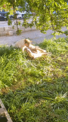 Dogs Play on Grass in Varna Park