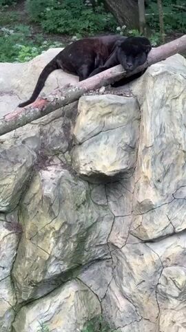 A black panther is sleeping on a log that is resting on a rock formation. The panther is dark-colored with sleek fur. Its eyes are closed and its head is resting on the log. The log is angled across the rock formation. The rock formation is large and appears to be made of rough, gray stone. Behind the rock formation, there is a wooded area with green trees and foliage. The ground is covered in moss and some small white flowers. The lighting suggests it is daytime, possibly overcast.