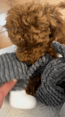 Poodle puppy plays with stuffed toy in Montenegro