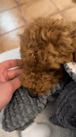 Poodle puppy plays with stuffed toy in Montenegro