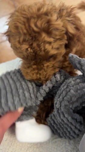 Poodle puppy plays with stuffed toy in Montenegro