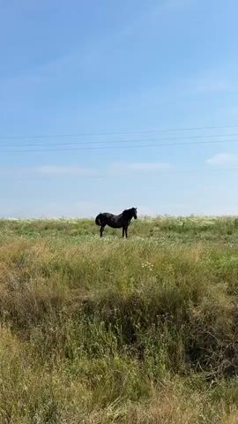 A solitary dark-colored horse stands in a grassy field under a clear blue sky. The horse is facing to the right of the frame, with its head turned slightly towards the viewer. Tall, dry grass and scattered white wildflowers fill the foreground and middle ground. In the distance, a thin line of trees or shrubs is visible along the horizon, and faint power lines stretch across the sky. The overall impression is one of peaceful solitude in a natural, open environment.