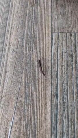 A close-up, overhead shot shows a dark, segmented worm-like creature moving across a wood-grain floor. The creature appears to be about an inch long and is darker than the floor. The floor is composed of planks with a wood grain pattern. The creature moves from the upper left of the frame toward the bottom right.
