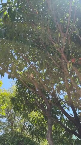 The video captures a close-up view looking up through the branches and leaves of a tree, likely a mango tree, against a bright blue sky. Sunlight filters through the foliage, creating a dappled effect. Some leaves appear to be turning red, suggesting a possible seasonal change or damage. A few small, elongated green objects, possibly unripe mangoes, are visible amongst the leaves. The camera angle is low, emphasizing the height and density of the tree. The sound of buzzing insects is audible throughout the short clip.