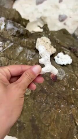 The video shows a close-up of a hand holding a small piece of white coral. The coral is branching and has a textured surface. The hand is positioned in the lower left corner of the frame. In the background, there are wet, brown rocks with some smaller pieces of coral and shells scattered on them. The overall scene appears to be a beach or rocky shoreline.