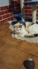 Calico cat rests on white rug in Viadana