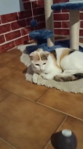 Calico cat rests on white rug in Viadana