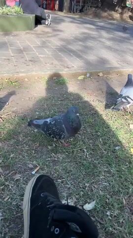 A person sits on the edge of a brick walkway, their black shoe visible in the lower left corner of the frame. Two pigeons stand on the grass patch nearby. The pigeon closest to the camera is predominantly gray with mottled black and white feathers. Its neck has iridescent purple and green feathers, and its feet are pink. The other pigeon is gray with a lighter gray back and darker tail. The grassy area also contains scattered bits of debris. The ground transitions to brick on the left, with other people and greenery visible in the background. The scene is bathed in sunlight, casting shadows across the grass and brick.