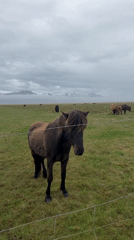 Icelandic horses graze in mountain pastures amid overcast skies