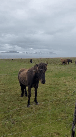 Icelandic horses graze in mountain pastures amid overcast skies