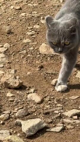 A gray cat with yellow eyes walks across a rocky, dirt path. The cat is the only subject in the frame. The lighting suggests it is daytime.