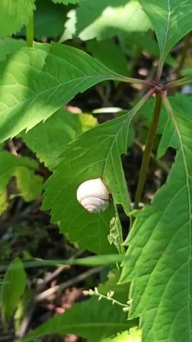 The video shows a snail shell attached to the underside of a green leaf. The leaf is part of a plant with multiple leaves that are all visible. The lighting is bright, suggesting it is daytime. The background is blurred, indicating a shallow depth of field. There is an ant visible on the stem of the leaf.