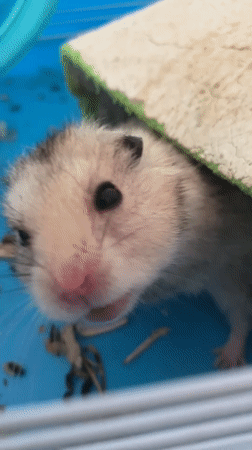 Quiet morning in Zgrade — cooking, a pet hamster, and vineyard views