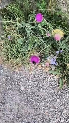 A bumblebee is foraging for nectar on a purple thistle flower. The bumblebee is black and yellow and fuzzy. The thistle flower is spiky and purple. The surrounding environment is grass and gravel.