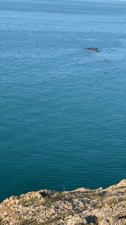 Coastal wildlife and scenery observed from Şile cliffs