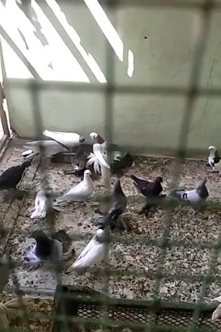 A group of pigeons are gathered in an enclosure. Some are perched, while others are walking on the ground. The enclosure appears to be made of wire mesh and has a dirt floor covered with feed. The pigeons are of various colors, including white, black, and grey. The lighting suggests an indoor or shaded outdoor environment, with light filtering in from above, creating shadows on the wall.