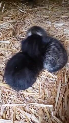 Two very young kittens are nestled together on a bed of hay or straw. One kitten is black, and the other is a tabby with brown and grey stripes. They are curled up closely, appearing to be sleeping or resting peacefully, snuggled into each other for warmth and comfort. Soft, tiny meowing sounds are audible. The setting, with its straw bedding, suggests an indoor rural environment, possibly a barn or shelter. There is no visible text.