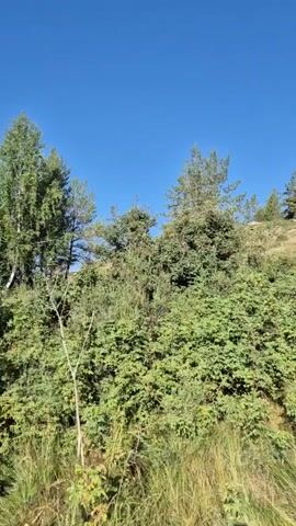 The video shows a bright, clear blue sky above a hilly, wooded landscape. The terrain is covered in dense green foliage, with various trees and bushes visible. In the foreground, tall grasses and smaller plants are seen. The camera pans slowly, revealing a wider view of the natural environment. In the distance, mountains or hills can be seen against the horizon, and a body of water, possibly a lake or sea, is also visible. Several small structures, likely houses or cabins, are scattered among the trees in the middle ground. The overall impression is one of a rural or natural setting on a sunny day.
