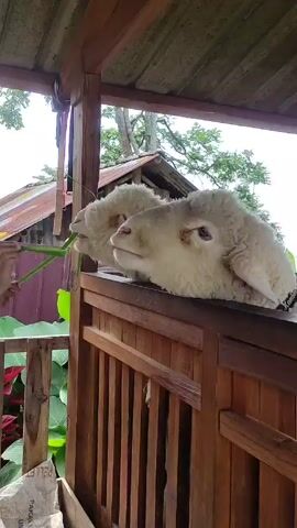 Here is a concise description of the video:

The video shows two fluffy, white sheep resting their heads on a wooden fence. A person's hand reaches out to feed the sheep some green leaves. The sheep seem to be eating the leaves. The scene is outdoors, with a wooden structure providing cover above the sheep, and plants visible in the foreground. In the background, there's a glimpse of another building with a rusty, corrugated metal roof.
