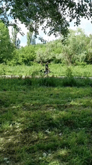 Cat owner takes leashed pet on riverside adventure in Viadana