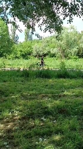 Cat owner takes leashed pet on riverside adventure in Viadana