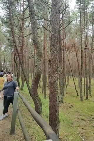 A person is walking through a forest. The forest consists of many tall, thin trees. The ground is covered in grass and moss. The person is on a path or boardwalk, indicated by a railing. The person is wearing a dark shirt and dark pants. The sky is overcast.