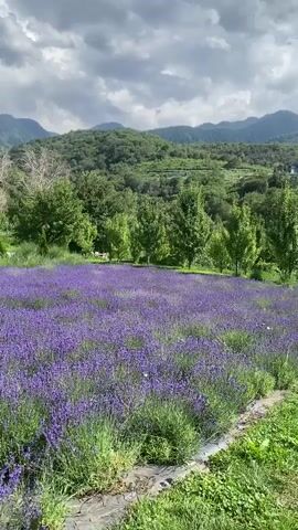 A panoramic view showcases a vast field of blooming lavender, its vibrant purple stretching across the landscape under a dramatic sky filled with grey clouds. Lush green trees form a dense backdrop, transitioning into rolling hills covered in more greenery. In the distance, majestic mountains rise, their peaks partially obscured by the clouds. The foreground features a pathway or border made of dark material, with grass and some scattered stones visible. The scene is serene and natural, evoking a sense of peace and the beauty of the outdoors.
