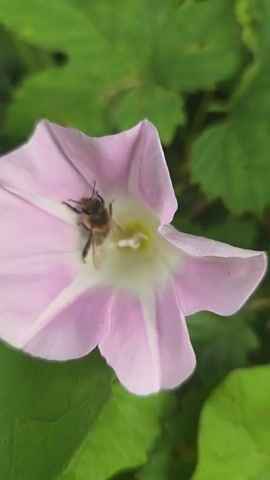 The video shows a close-up shot of a pink and white flower with a bee on it. The bee is facing towards the center of the flower, and appears to be collecting nectar. The flower is surrounded by green leaves. The video is in landscape orientation.