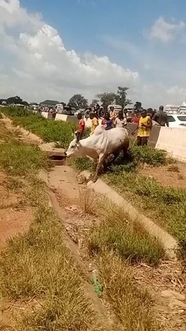 The video shows a large, mostly white bull, being led away from a road by a group of men. The bull is being pulled by a rope tied around its tail. The bull is on the side of the road, in a narrow ditch and then steps onto the shoulder of the road. A group of people stand by the roadside, watching. There are cars and trucks on the road. The day is sunny, with fluffy white clouds. The environment is grassy, and somewhat dry.