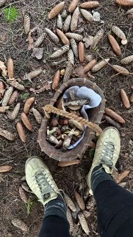 The video is shot from a high-angle perspective, looking down at a person's feet wearing light-colored sneakers and dark socks. The person is standing on the ground, which is covered with pinecones and dry leaves. In front of the person is a woven basket filled with freshly picked mushrooms. The basket is also surrounded by more pinecones and forest debris. The mushrooms vary in size and color, with some having brown caps and white stems, while others are smaller with reddish-brown caps. The focus shifts to a closer view of the basket, showcasing the variety of mushrooms inside, some of which are placed on a piece of white paper. The scene appears to be in a forest or wooded area during autumn.