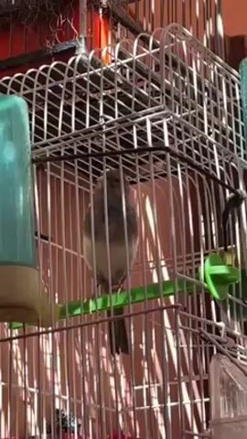 A gray and white bird sits on a green perch in a white wire cage. The cage has a teal-colored water feeder and a transparent seed feeder attached. The bird turns its head and chirps. The video is shot outdoors.  The scene is illuminated by sunlight.