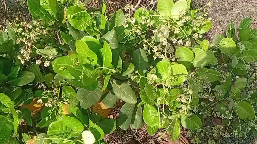 The video shows a close-up view of cashew plants. The plants have abundant green leaves and small clusters of white flowers. The camera is positioned above the plants, looking down. The lighting suggests it is daytime. The ground beneath the plants appears to be dry soil and some scattered dry leaves or grass. The overall impression is of a natural outdoor environment where cashew trees are growing.
