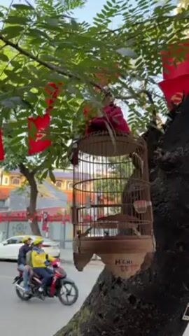 The video shows a birdcage hanging from a tree branch. There are birds inside the cage. The cage is wooden and has a small sign that reads "HCHI LUZ". Red flags decorate the tree and surrounding area. A white car and a scooter are visible in the background. The scene appears to be outdoors on a sunny day.
