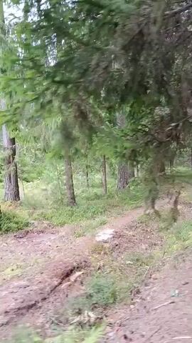 The video shows a first-person perspective of walking through a dense forest. The path is dirt and appears somewhat overgrown with grass and small bushes. Tall evergreen trees dominate the scenery, with some deciduous trees interspersed. The lighting suggests an overcast day. The camera pans slightly to the left and right as the person walks, giving a sense of movement and immersion in the environment. There are no other people or animals visible. The overall impression is of a peaceful, natural setting.