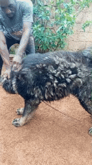 Residents interact with large dog in Bukuru yard