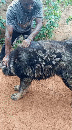 Residents interact with large dog in Bukuru yard