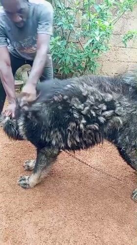 Residents interact with large dog in Bukuru yard