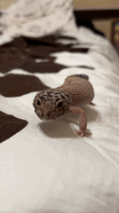 Leopard gecko spotted on bed with open book