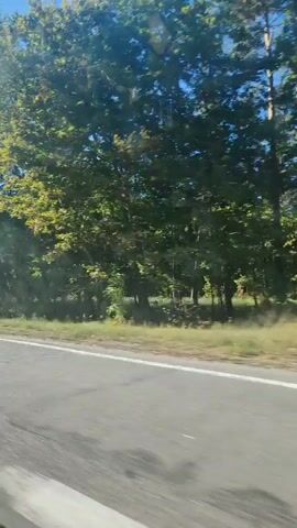 The video shows a view from a vehicle traveling along a paved road lined with trees. The sky is blue and clear. A white line marks the edge of the road. The trees are lush and green, with some hints of yellow and brown, suggesting the transition to autumn. In one frame, a pedestrian crossing with yellow and white stripes is visible. A small bus stop shelter is also briefly seen. The overall impression is a scenic drive through a wooded area on a sunny day.