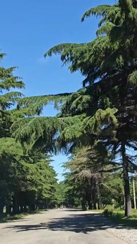 The video displays a serene drive along a tree-lined avenue in Inkiti, Abkhazia. Tall, green coniferous trees (possibly cypress or cedar) form a natural archway, with their branches stretching over the road, creating a tunnel-like effect. The road appears to be asphalt and stretches straight into the distance, with a few cars visible far ahead. The sky above is a clear, bright blue, indicating a sunny day. Shadows from the trees fall across the road, suggesting the sun is high. The overall scene evokes a sense of peaceful travel through a picturesque natural setting. No people are explicitly visible, and there is no discernible text.