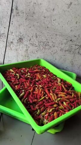 A close-up shot captures a bright green plastic tray overflowing with a colorful assortment of chili peppers. The peppers exhibit a gradient of ripeness, ranging from a vibrant yellow and orange to a deep, rich red. They are densely packed within the tray, creating a textured surface. Two green trays are visible, one stacked on top of the other, with the peppers filling the upper tray. The background consists of a textured, light-colored wall with visible imperfections and a dark wire hanging vertically. The floor below the trays appears to be tiled with a neutral-colored pattern. The lighting is even, illuminating the scene without harsh shadows. No people are present in the frame, and no actions are being performed by any subjects. The focus is solely on the collection of chili peppers in the trays.