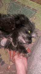 Pets, selfies, and snacks at home in Samara