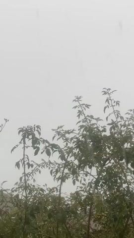 The video shows a close-up, vertical shot of a tree with green leaves against a light gray, foggy sky. Tiny droplets are visible falling through the air, suggesting it is raining. The tree branches are thin and have multiple leaves. Some small, light-colored fruits or buds are scattered among the leaves. The overall atmosphere is somber due to the fog and rain.