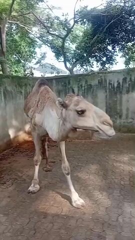 A camel stands in an enclosure with a concrete floor and a wall in the background. The camel is mostly beige, with patches of brown fur. Its tail swishes back and forth. The camera briefly moves behind a dark fence. Trees are visible in the background.