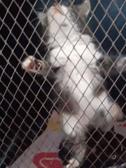 Animals receive care at Nairobi veterinary facility