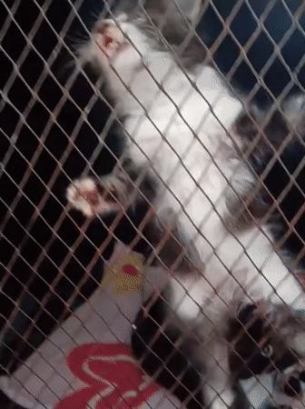 Animals receive care at Nairobi veterinary facility