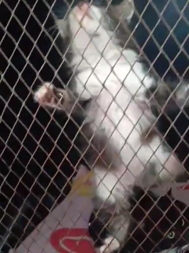 Animals receive care at Nairobi veterinary facility
