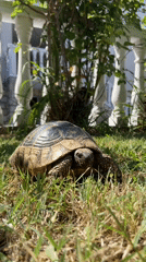 Tortoise spotted in residential yard in coastal Montenegro town
