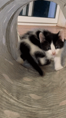 Kittens play with tunnels, toys in Bulgarian home